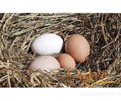 Organska jaja i domaći rezanci