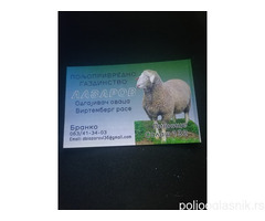 Prodajem sjagnjene ovce
