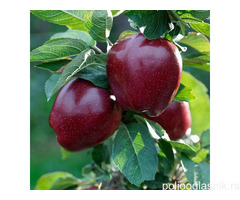 Vocne sadnice jabuke