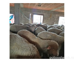 Umatičene Ille de France ovce i ovnovi