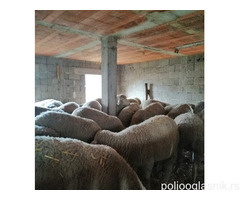 Umatičene Ille de France ovce i ovnovi