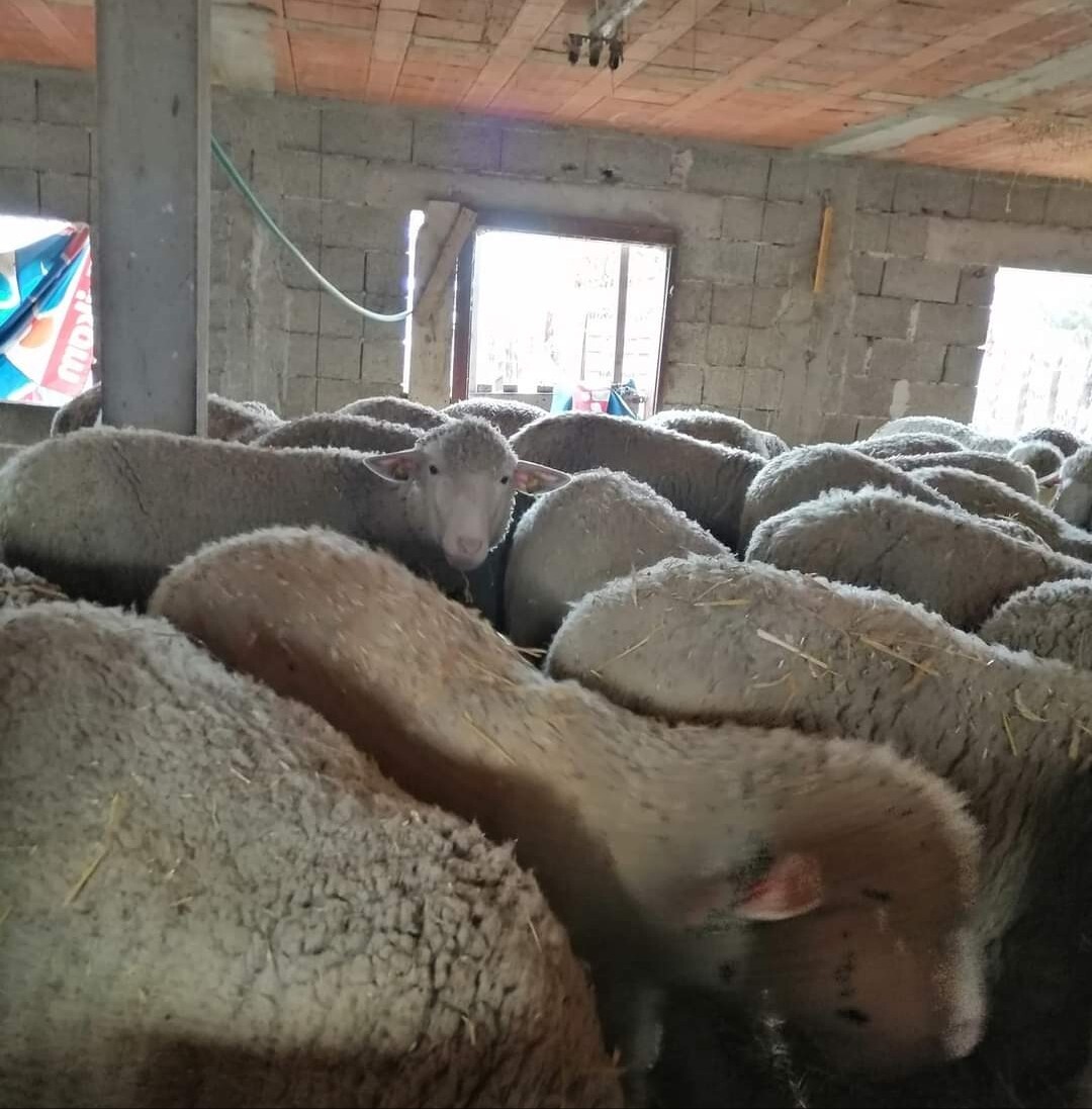 Ovce i ovan