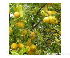 Sadnice citrusa