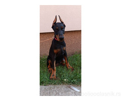 Štenci dobermana