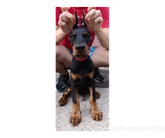 Štenci dobermana