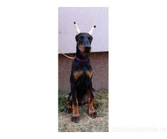 Štenci dobermana