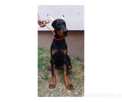 Štenci dobermana