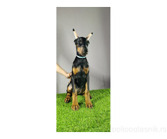 Štenci dobermana