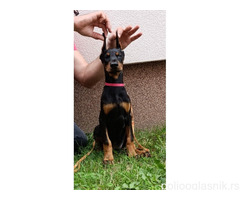 Štenci dobermana