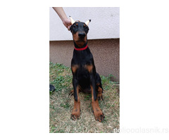 Štenci dobermana