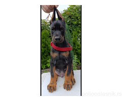 Štenci dobermana