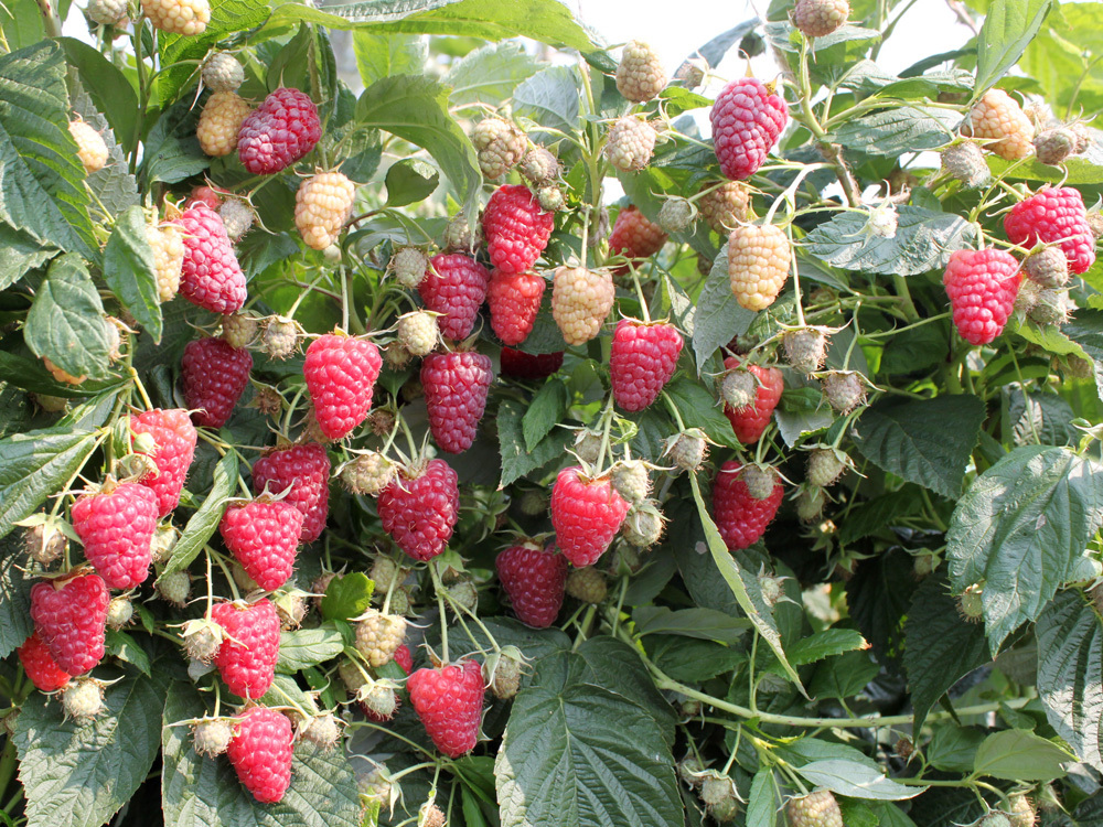 Sadnice stalnoradjajuce maline Otem blist