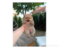 Pomeranac Top zenka