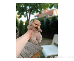 Pomeranac Top zenka