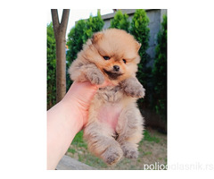 Pomeranac Top zenka