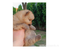 Pomeranac Top zenka
