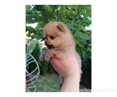 Pomeranac Top zenka