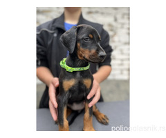 Prodaju se prelepi štenci dobermana, starosti 2 meseca