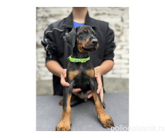 Prodaju se prelepi štenci dobermana, starosti 2 meseca