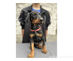 Prodaju se prelepi štenci dobermana, starosti 2 meseca