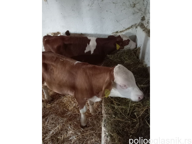 Slika 4 / 5