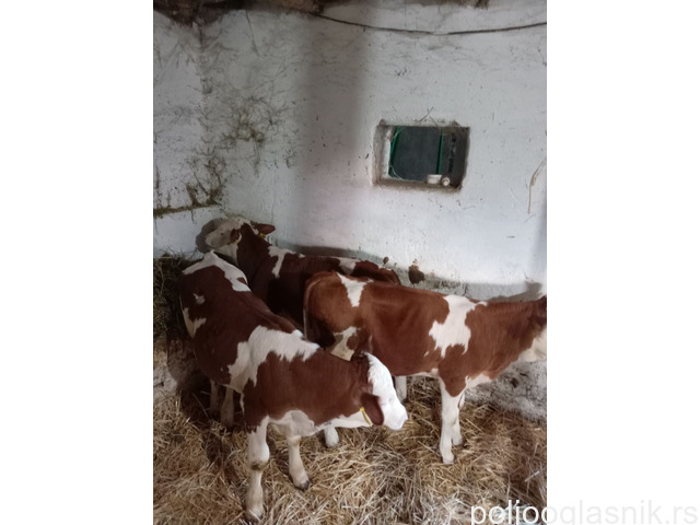 Slika 5 / 5