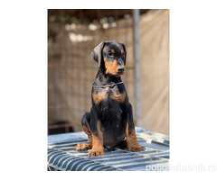 Prodaju se prelepi štenci dobermana, rodjeni 02.07.2025.