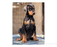 Prodaju se prelepi štenci dobermana, rodjeni 02.07.2025.