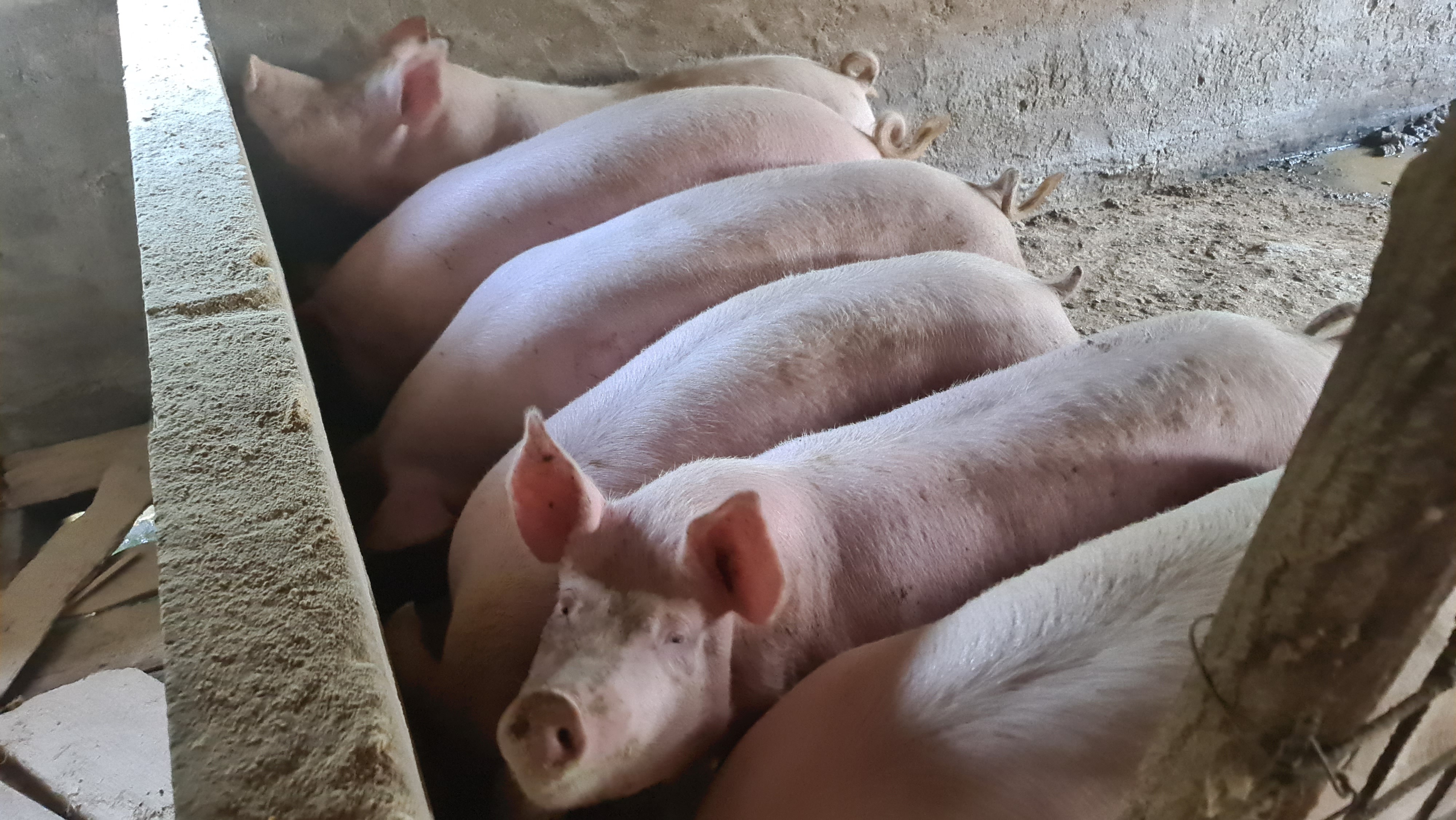 Prodajem svinje za klanje
