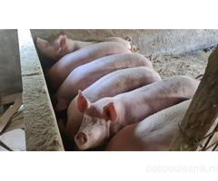 Prodajem svinje za klanje