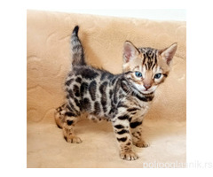 MMaestro_bengal macici