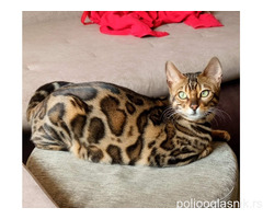 MMaestro_bengal macici