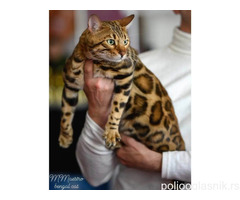 MMaestro_bengal macici