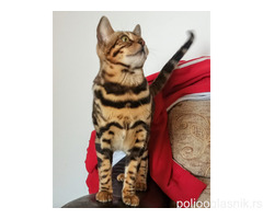 MMaestro_bengal macici