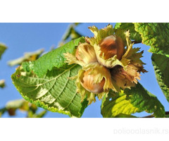 Sadnice lesnika i oraha