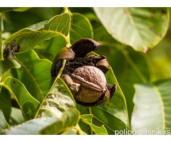 Sadnice lesnika i oraha