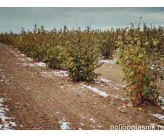 Sadnice lesnika i oraha