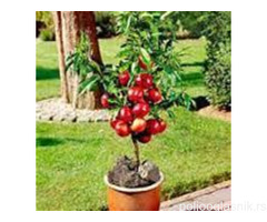 Vocne sadnice od proizvodjaca