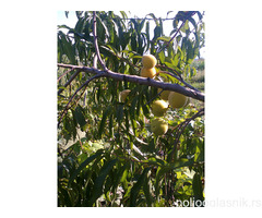 Vocne sadnice od proizvodjaca