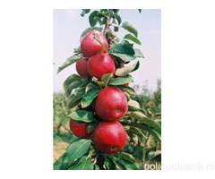 Vocne sadnice od proizvodjaca