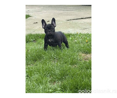 Dve ženke francuskog buldoga