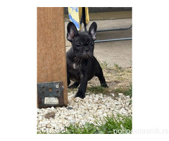 Dve ženke francuskog buldoga