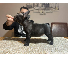 Dve ženke francuskog buldoga