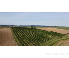 Plantaža lešnika-Sremska Mitrovica-Ležimir 378ari