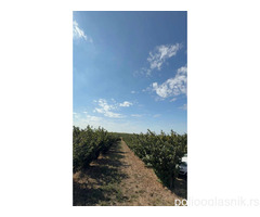 Plantaža lešnika-Sremska Mitrovica-Ležimir 378ari