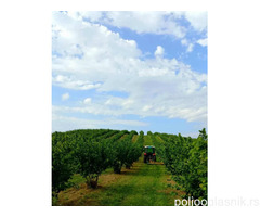 Plantaža lešnika-Sremska Mitrovica-Ležimir 378ari