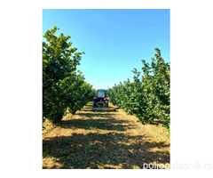 Plantaža lešnika-Sremska Mitrovica-Ležimir 378ari