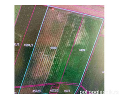 Plantaža lešnika-Sremska Mitrovica-Ležimir 378ari