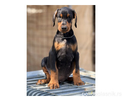 Prodaju se prelepi štenci dobermana, stari 3 meseca