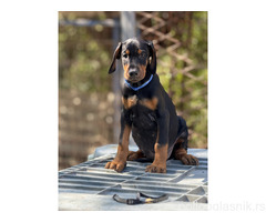 Prodaju se prelepi štenci dobermana, stari 3 meseca